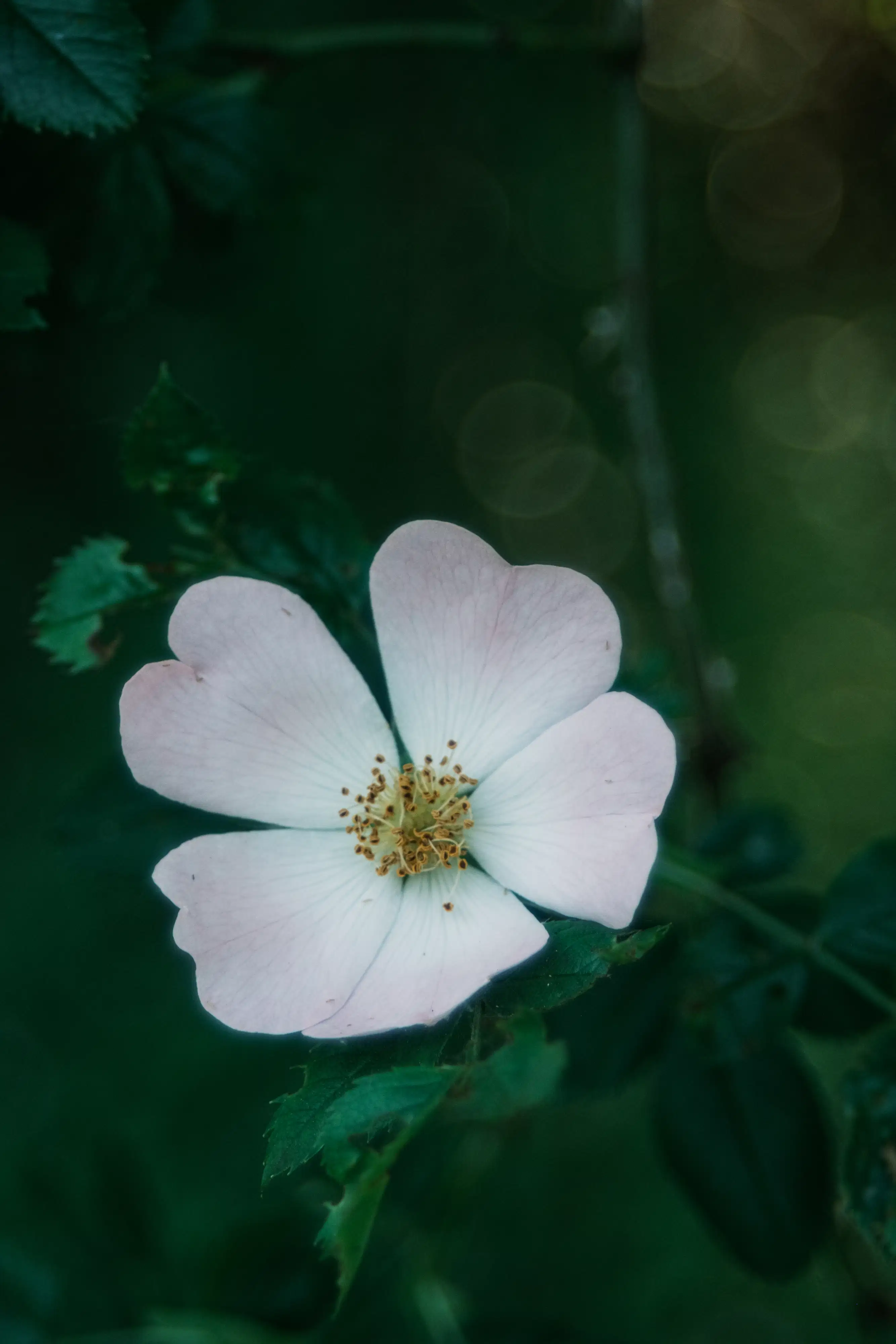 Photographie